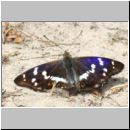 Apatura iris - Grosser Schillerfalter 01a Sandgrube Niedringhaussee.jpg